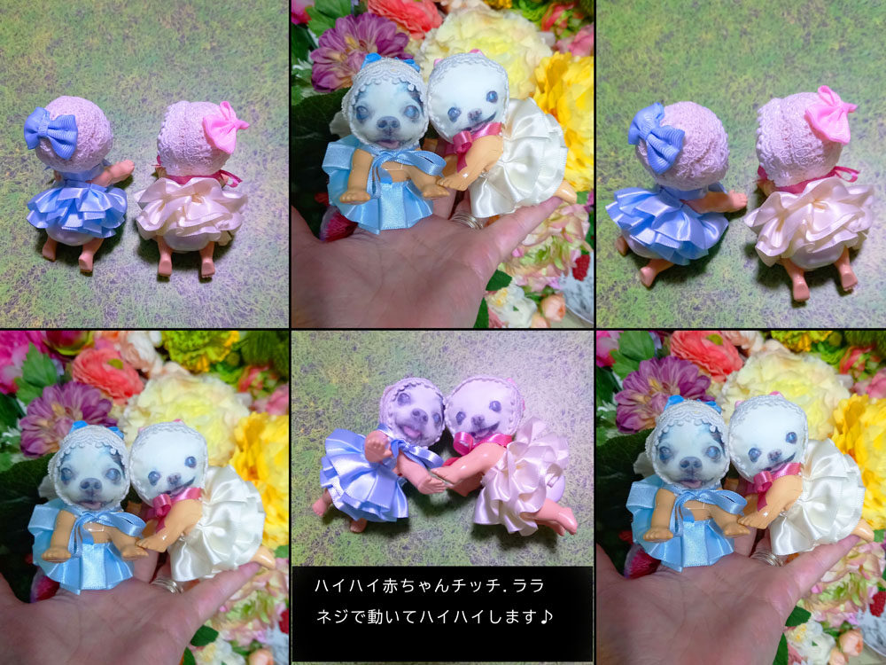 KAZUKO OGAWA TITI LALA chihuahua �`����