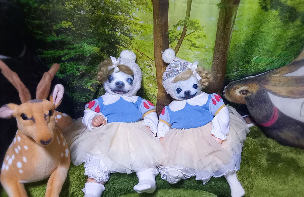 KAZUKO OGAWA TITI LALA chihuahua �`����