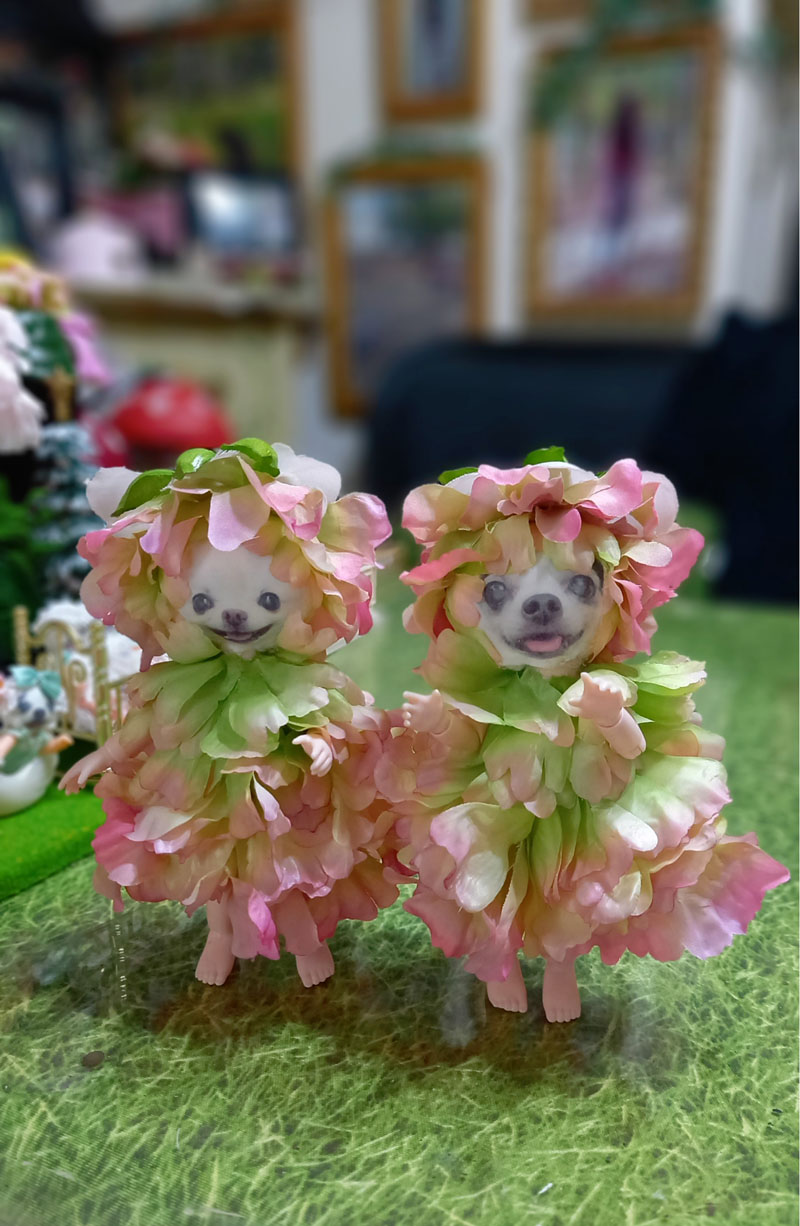 KAZUKO OGAWA TITI LALA chihuahua �`����