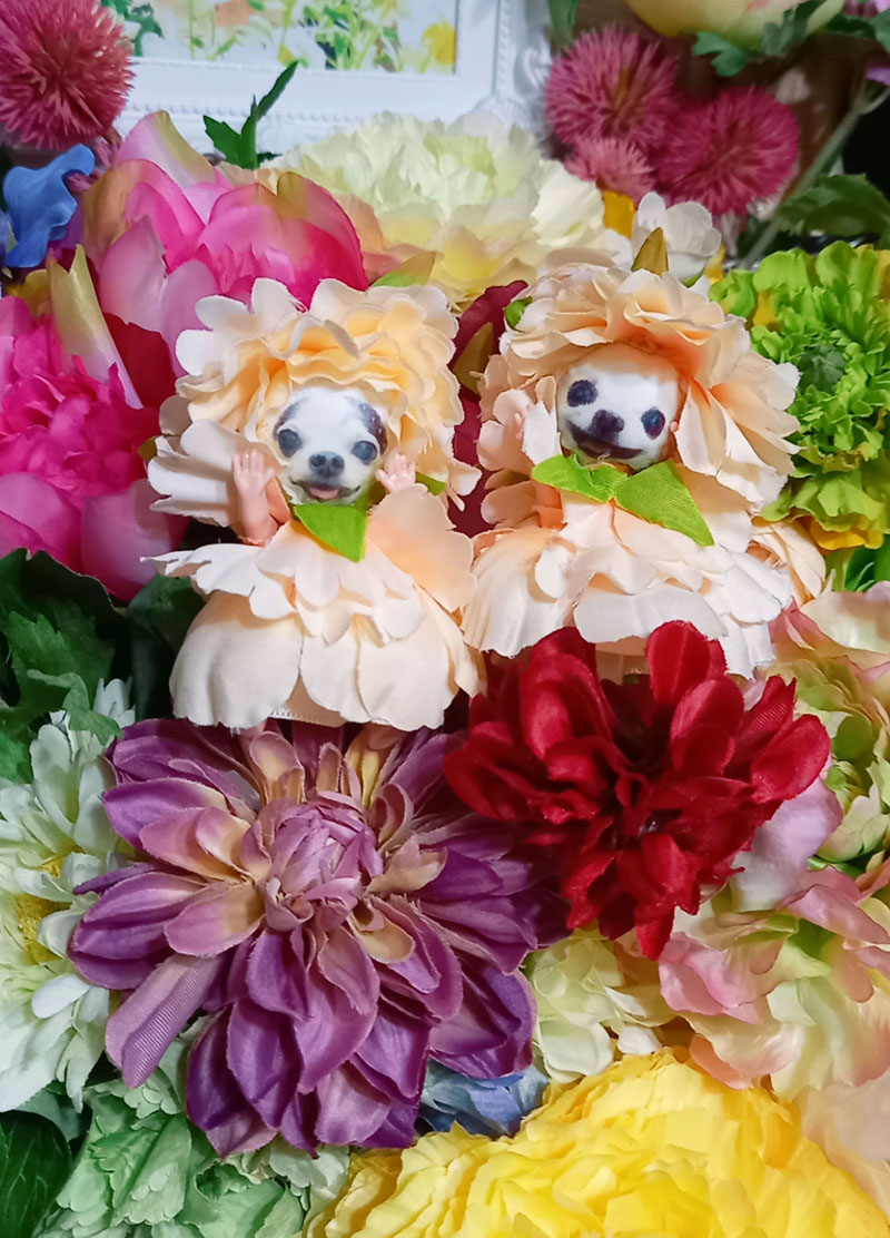 KAZUKO OGAWA TITI LALA chihuahua �`����