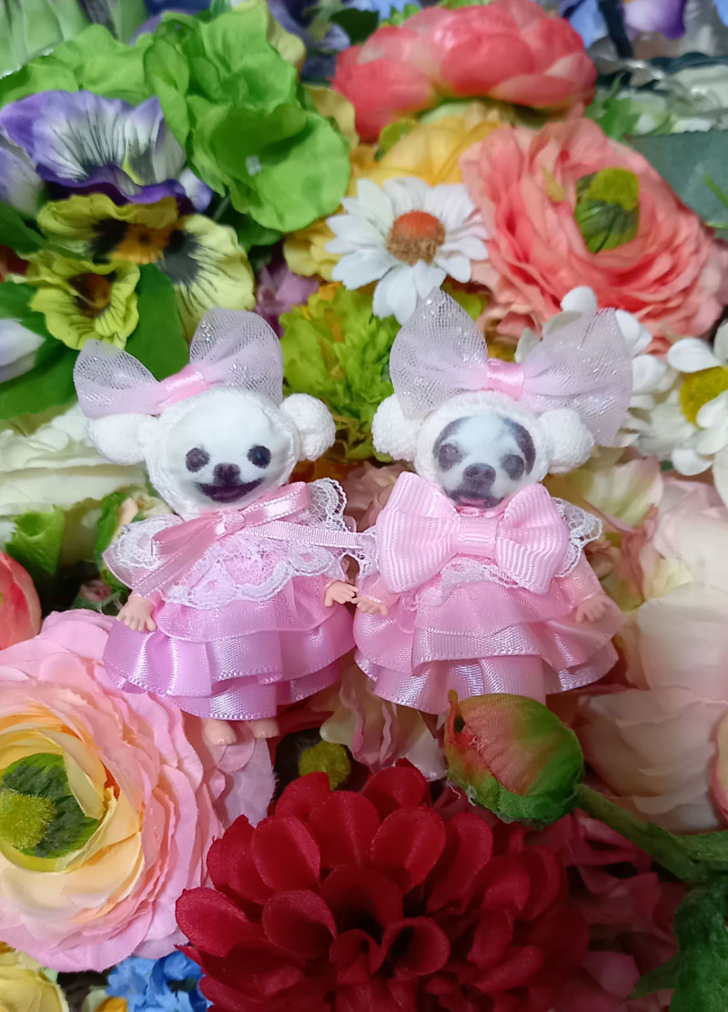 KAZUKO OGAWA TITI LALA chihuahua �`����