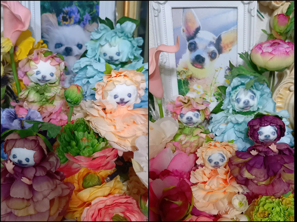 KAZUKO OGAWA TITI LALA chihuahua �`����