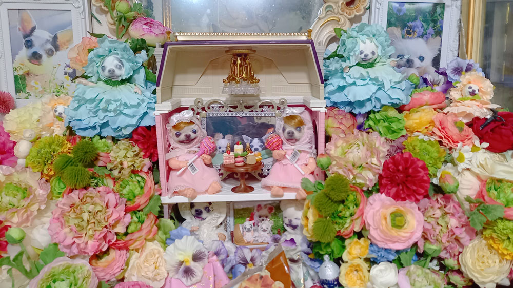 KAZUKO OGAWA TITI LALA chihuahua �`����