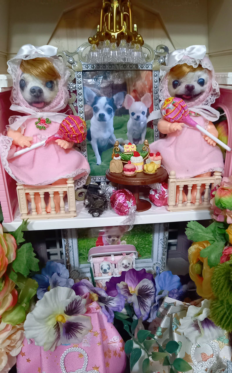 KAZUKO OGAWA TITI LALA chihuahua �`����