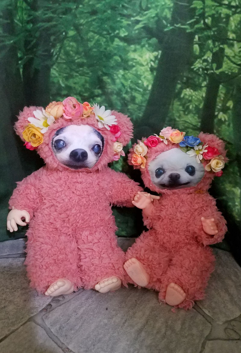 KAZUKO OGAWA TITI LALA chihuahua �`����