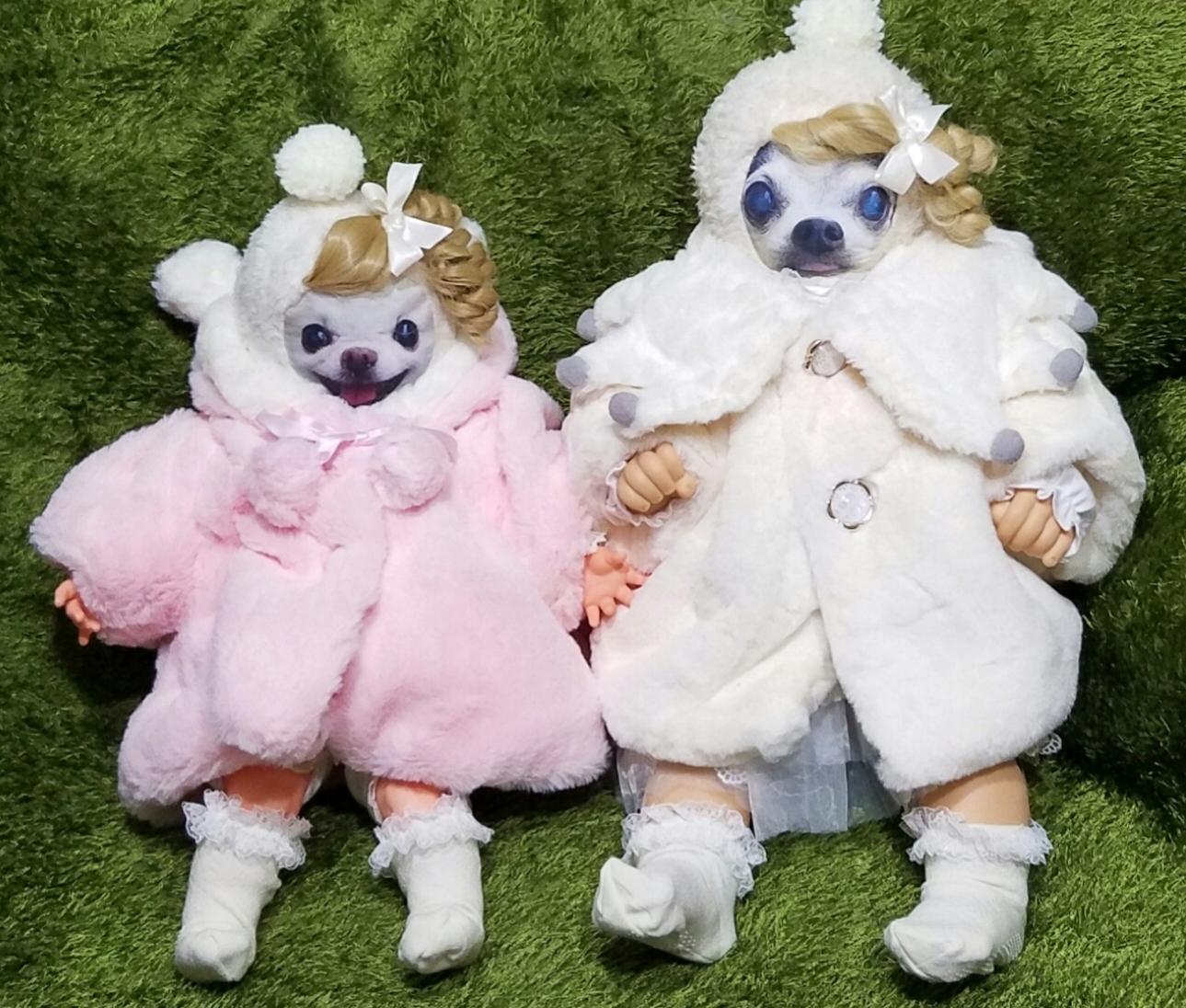 KAZUKO OGAWA TITI LALA chihuahua �`����