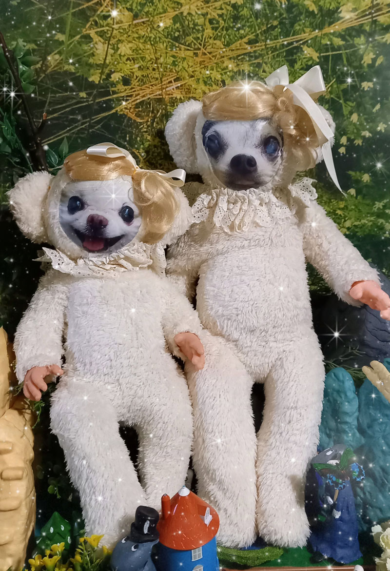 KAZUKO OGAWA TITI LALA chihuahua �`����