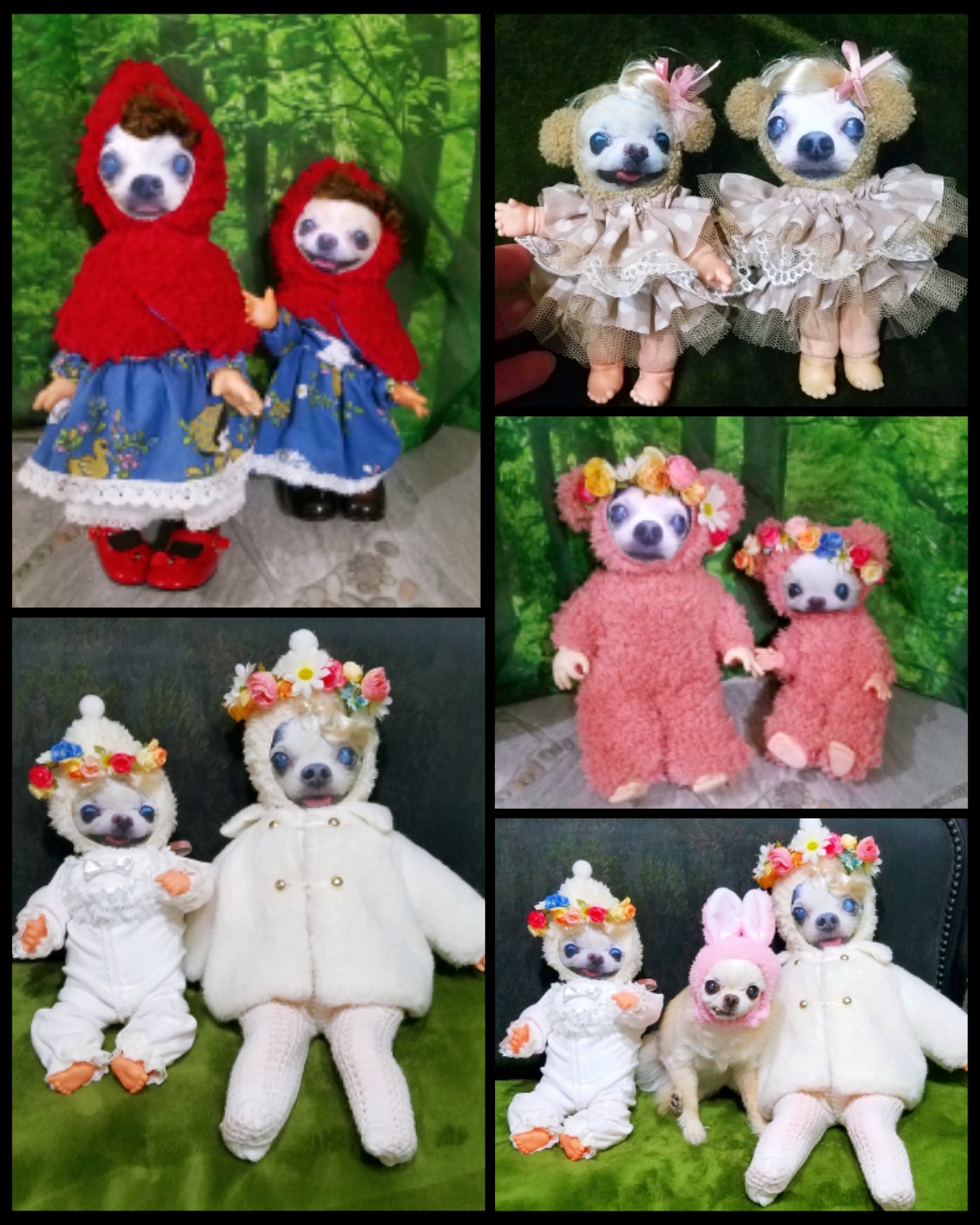 KAZUKO OGAWA TITI LALA chihuahua �`����