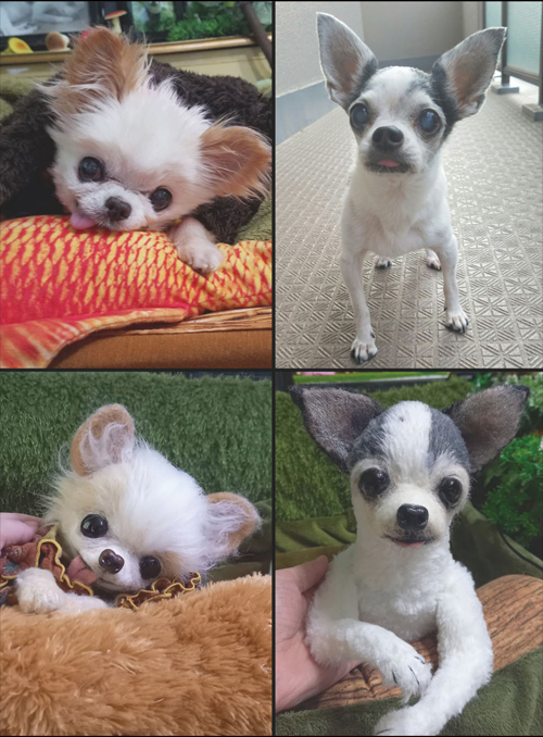 KAZUKO OGAWA OFFICIAL WEBSITE